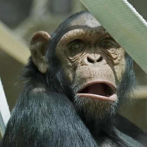 ��� ������ �����?