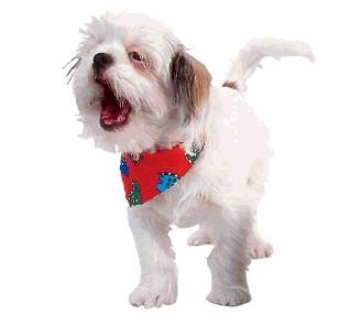 ������ ������ ����?