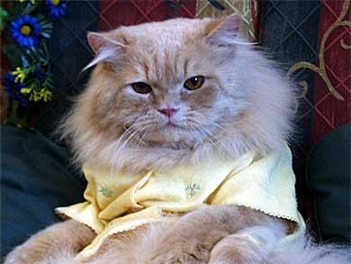 ����� ����� ���