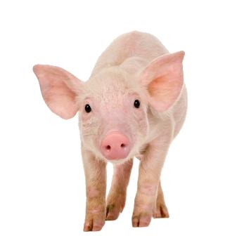 ����� ���������� �������� ���������