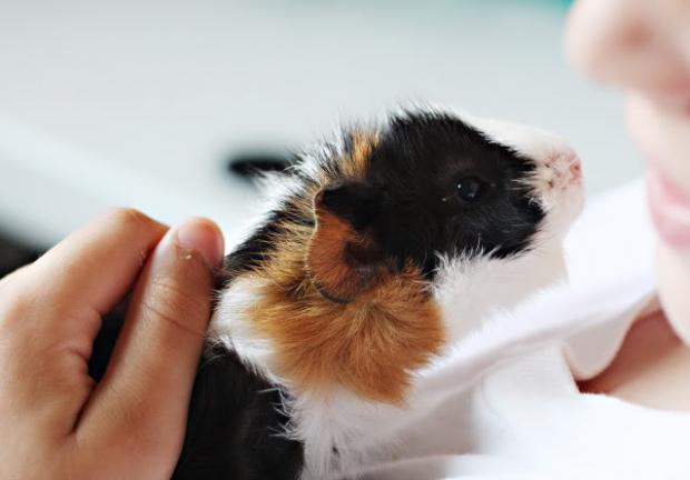 �����, ��� ����!