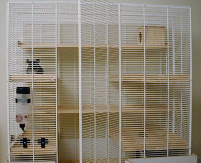 ��������.  ��� � �������