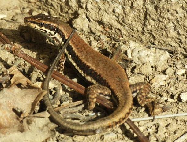 ������ � ��������� �� ���