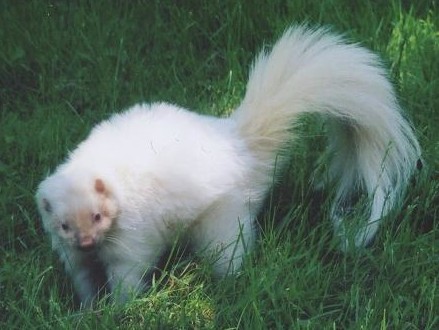 �������� ��� ������������ ���������� �� �������