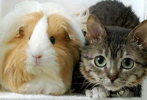 ��������� ������ �����