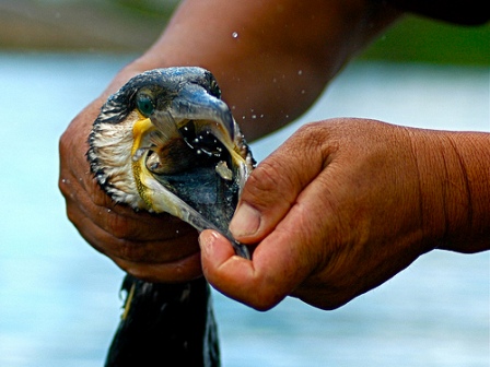 ��� ��������, �� �������� ���