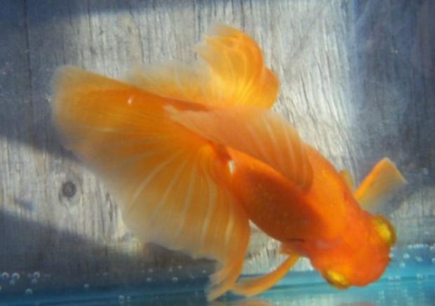 ������� �����: ��� �������, �� � ���������