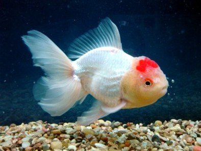 ������� �����: ��� �������, �� � ���������