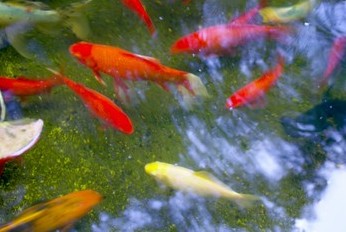 ������� �����: ��� �������, �� � ���������