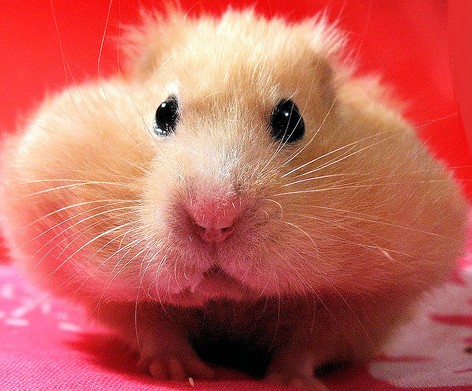 ������ - ������ �����!