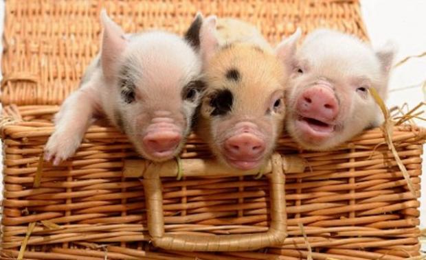 �����������, �����-����!