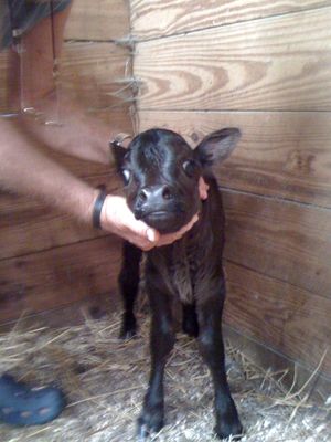 ��������� �������