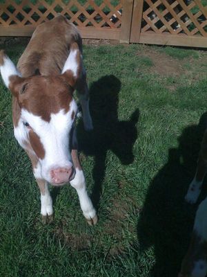 ��������� �������