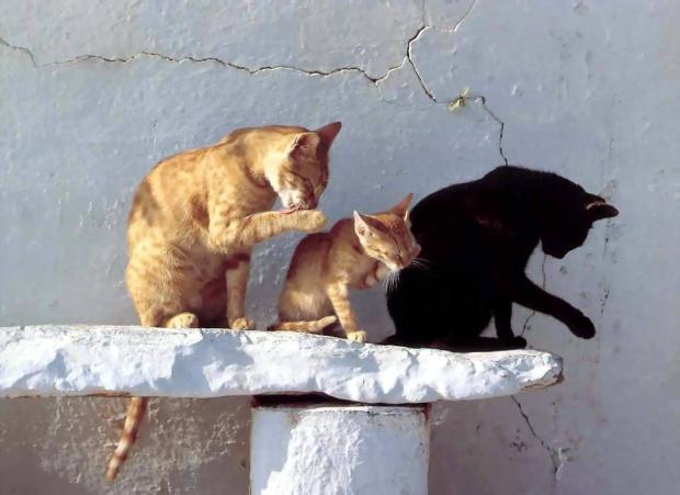 �1N1 ������ �� �������