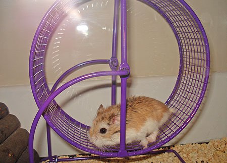 ������� �������