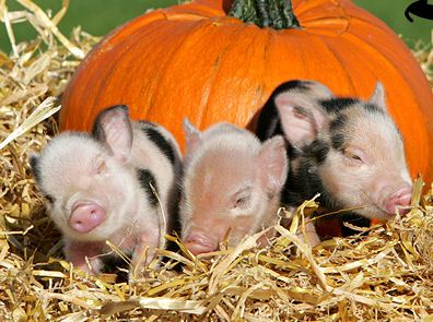 ������ ��� ��������: �����-����