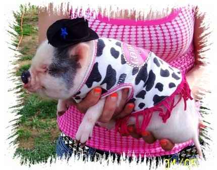 ������ ��� ��������: �����-����