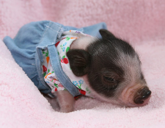 ������ ��� ��������: �����-����