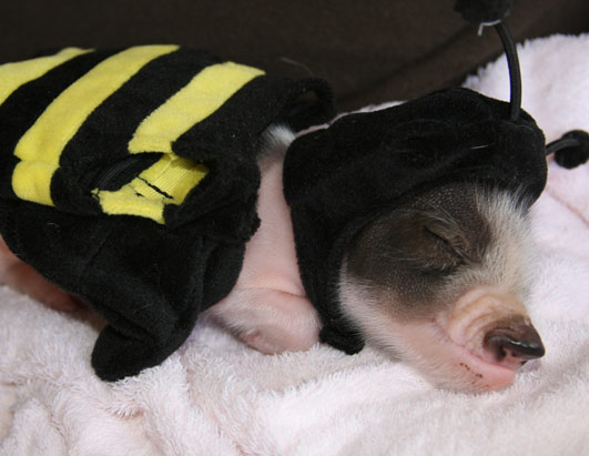 ������ ��� ��������: �����-����