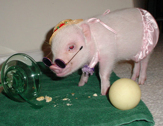 ������ ��� ��������: �����-����