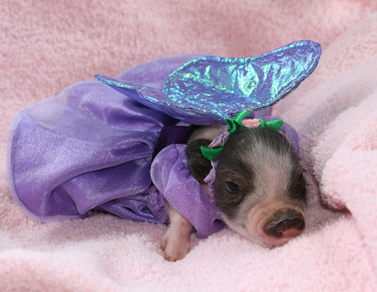 ������ ��� ��������: �����-����