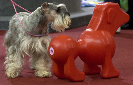 ����-������� ��� �����