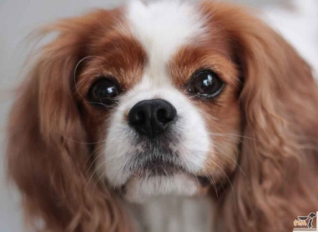 ������� �������� ����� �������� ������