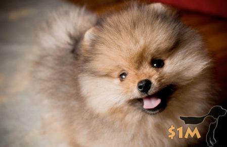 ������� �������� ����� �������� ������