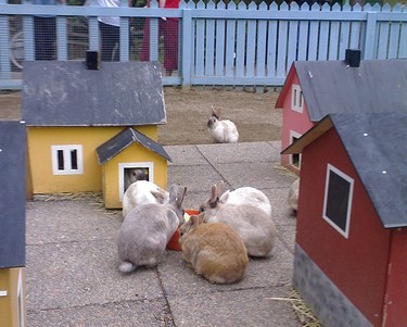 ����� ��� �������