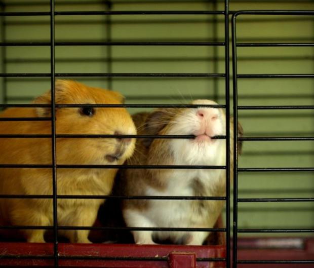 �������-�����