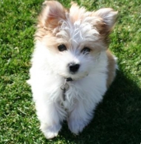 ������� �������� ����� �������� ������