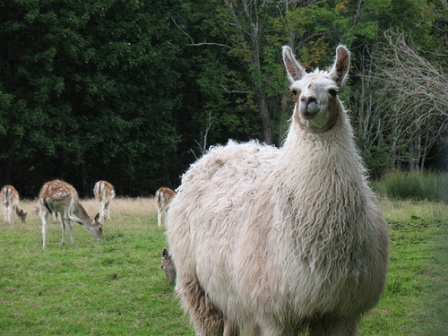 ��� ��������, �� �������� ���