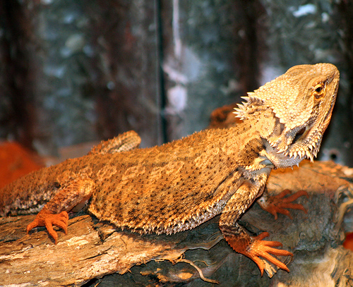 ����������� ������� �� ������� �����