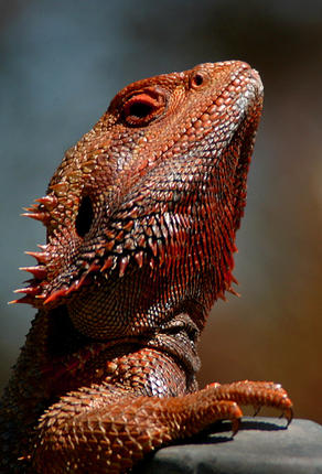 ����������� ������� �� ������� �����