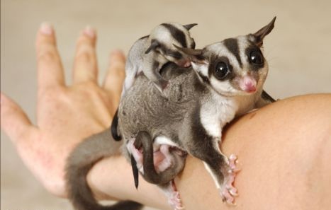 �������� ��������