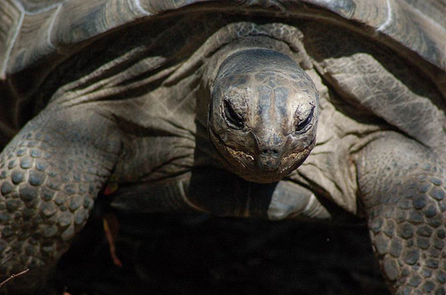 Самца-то я и не приметил Самца-то я и не приметил