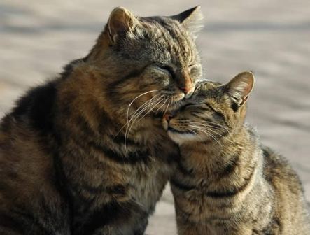 ������ ������� �������� �������� ���� �����