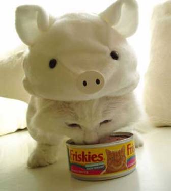 ������ ��������