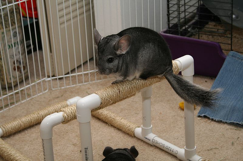 ������� ��� �������