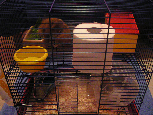 ������� ��� �������