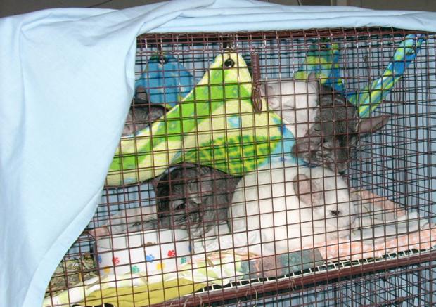 ��� ��� ��������