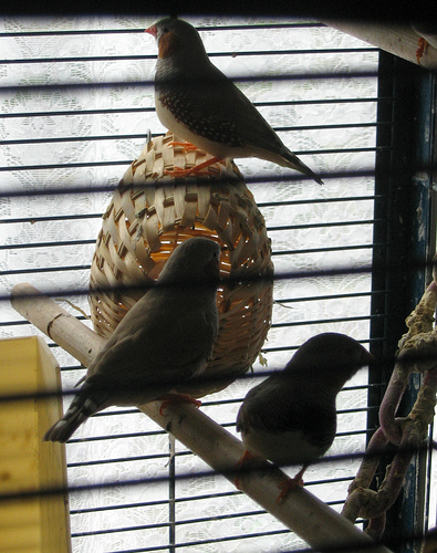 ���� ������ ��� ������