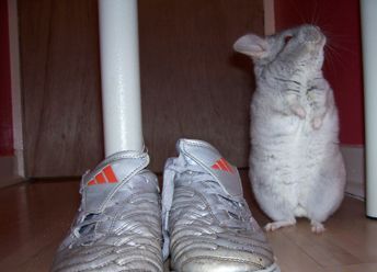 �� �������, ��� ��� ����� ������ ��������?