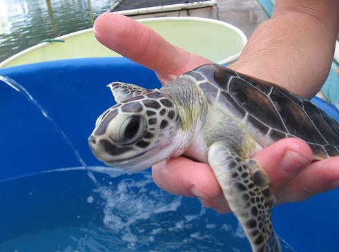 ������������� ��� �������