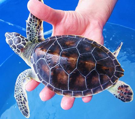 ������������� ��� �������