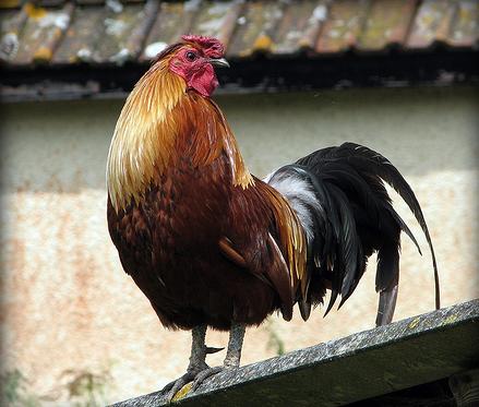 ������ ������ �������