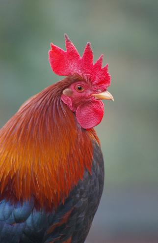 ������ ������ �������