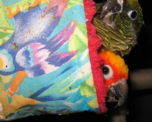 ����� ��� ������