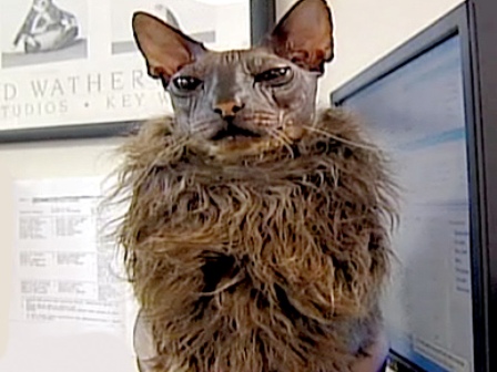 ����� �������� ���