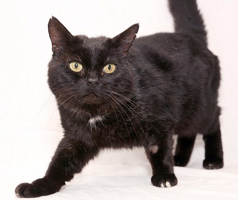 �������: ������ ���